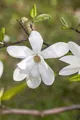 Magnolia kobus, weiß blühend, 60–80 cm