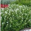 Knotiger Schatten Storchschnabel Silverwood - Geranium nodosum