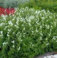Knotiger Schatten Storchschnabel Silverwood - Geranium nodosum