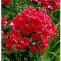 Hohe Flammenblume Red Riding Hood - Phlox paniculata