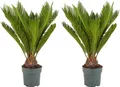 Bloomique - 2er Set - Cycas Revoluta - Palmfarn - Sagopalme - Palme - Sehr Pflegeleicht - Höhe 60-70 cm - Topf 17 cm