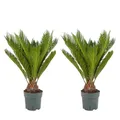 Bloomique - 2er Set - Cycas Revoluta - Palmfarn - Sagopalme - Palme - Sehr Pflegeleicht - Höhe 60-70 cm - Topf 17 cm