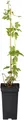 Humulus lupulus Wilder Hopfen 40-60 cm – Winterhart, Mehrjährig, Pflegeleicht – Hopfen – Kletterpflanze für Pergola & Rankhilfe