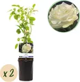GreenboutiQ - Kletterrose - Rosa White Climber - Blüte Weiß - Wenig Pflege - 2 Pflanzen - Topf 11cm Höhe 40cm