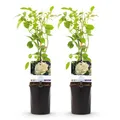 GreenboutiQ - Kletterrose - Rosa White Climber - Blüte Weiß - Wenig Pflege - 2 Pflanzen - Topf 11cm Höhe 40cm
