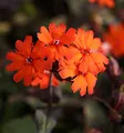 Orangerote Lichtnelke Vesuvius - Lychnis arkwrightii - lebende Gartenpflanze aus den Baumschulen