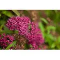 Spiraea Japonica Japanische Spiere 20-30 cm