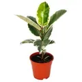 Exotenherz Weissbunter Gummibaum Ficus Elastica Tineke 17cm Topf