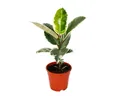 Exotenherz Zimmerpflanze Weissbunter Gummibaum - Ficus elastica "Tineke" - 17cm Topf