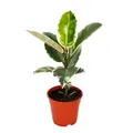 Exotenherz - Weissbunter Gummibaum - Ficus elastica "Tineke" - 17cm Topf