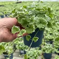 Weißbunter Gundermann 'Variegata', grün-weiß, Topf-Ø 12 cm, 6 Pflanzen