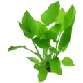 Dennerle Plants Aquariumpflanze Echinodorus Argentinensis XML Pflanze