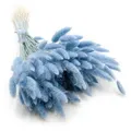 Getrockneter Lagurus - Lagurus Ovata - Blau