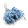 Enchanted Dekogras Getrocknetes Gras Ziergras Hasenschwänze Lagurus Ovatus Samtgras Häschen-Schwanzgras Trockenblumen Natürlich Boho 120 - 150 Stück 100 g Celeste