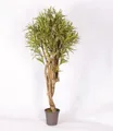 Kunstbaum Kunst Dracaena Reflexa Jamaica Kasandra, Naturstämme, grün-gelb, 200cm Dracaena (Dracaena reflexa jamaica), artplants, Höhe 200.0 cm
