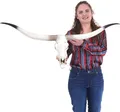 Deko Kuhschädel HWC-D32, Stierkopf Bulle Tierkopf Longhorn Trophäe, Polyresin 103x43x11cm