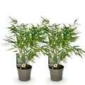 Exotenherz Bambus - Fargesia rufa - Grün - 2er Set 17cm Topf Höhe 60cm