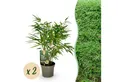 Exotenherz Bambus Exotenherz Bambus - Fargesia rufa - Grün - 2er Set 17cm Topf Höhe 60cm