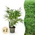 Exotenherz Bambus - Fargesia rufa - Grün - 2er Set 17cm Topf Höhe 60cm