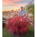 BALDUR Garten 3x Miscanthus 'Lady in Red®', Pflanzen im 9x9 cm-Topf, mehrjähriges Ziergras, atemberaubende Farbkombination, malerische Wuchsform,...