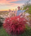 BALDUR Garten 3x Miscanthus 'Lady in Red®', Pflanzen im 9x9 cm-Topf, mehrjähriges Ziergras, atemberaubende Farbkombination, malerische Wuchsform, winterhart & pflegeleicht