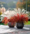 BALDUR Garten Gräser Miscanthus 'Lady in Red®', 3 St., Schnittblume, winterhart, mehrjährig, pflegeleicht