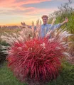 BALDUR Garten Miscanthus 'Lady in Red®',3 Pflanzen
