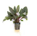 Cryptocoryne wendtii 'Braun' pflegeleicht  Aquariumpflanze Wasserkelch Dennerle