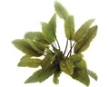Brauner Wasserkelch - Cryptocoryne wendtii braun