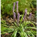 Lilientraube - Liriope muscaria