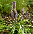Lilientraube - Liriope muscaria