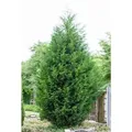 Cupressocyparis,eylandii 100-125 cm