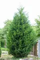 Cupressocyparis leylandii, Leyland-Zypresse, immergrün, 100–125 cm