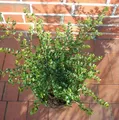 Japanische Stechpalme Tandai 15-20cm - Ilex crenata