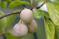 Pflanzen für Dich Obstpflanze Prunus dom. Mirabelle von Nancy, 1 St., Mirabelle von Nancy, Mirabelle, Gelbe Zwetschge, gelbe Früchte, süßaromatisch