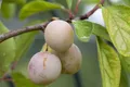 Prunus domestica 'Mirabelle von Nancy', gelb, 150–200 cm