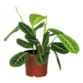 Bloomique - Maranta Lemon Lime - Gebetspflanze - Zimmerpflanzen - Luftreinigend