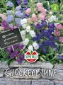 Sperli Glockenblumen Campanula Mischung - Blumensamen