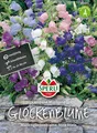 Sperli Glockenblume Campana Marienglockenbl.zweijährig  Staude  Samen