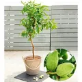 BALDUR Garten 1x Süß-Mandel Nut Me® Almond, Pflanze im 3 Liter-Topf, Mandelbaum, winterhart, mehrjährig, blühend, Prunus dulcis, selbstfruchte...