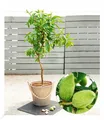 Süß-Mandel "Nut Me® Almond",1 Pflanze
