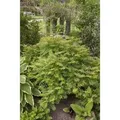 Sorbaria Sorbifolia Sem Fiederspiere Buntes Laub 30–40 cm