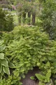 Sorbaria sorbifolia 'Sem', Fiederspiere, buntes Laub, 30–40 cm