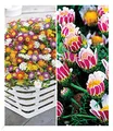 BALDUR Garten 7er Blühende-Bodendecker-Kollektion, Pflanzen im 9x9 cm-Topf, 5 Pflanzen Eisblumen Delosperma congestum & 2 Pflanzen Ringkörbchen Anacyclus depressus, winterharte Stauden, blühend