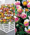 BALDUR Garten Bodendecker Blühende-Bodendecker-Kollektion, 8 St., Blütenreich, genügsam, winterhart, mehrjährig, pflegeleicht