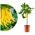 Meine Orangerie Zitronenbaum Buddhas Hand - Citrus medica ‘Digitata’, echte Buddhas Hand Zitrone, professionell veredelter und fruchtreifer Zitrusbaum 26 cm