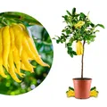 Meine Orangerie Buddhas Hand Zitrone Grande - veredelte Citruspflanze - Citrus Medica Digitata - duftende Rarität mit handförmigen Früchten - exotische Zitruspflanze für Garten & Terrasse