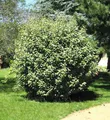 Wintergrüne Ölweide Compacta 80-100cm - Elaeagnus ebbingei