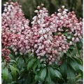 Schattenglöckchen Lavendelheide Bonfire 15-20cm - Pieris japonica