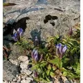 Kreuzenzian - Gentiana cruciata